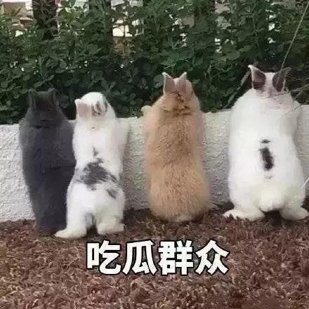 鼠鼠吃瓜表情包,表情包背后的网络文化现象