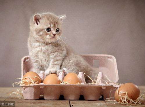 猫咪吃乳瓜好吗怎么吃的,营养与食用方法解析