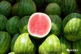 魏县孩子吃瓜,甜蜜童年记忆