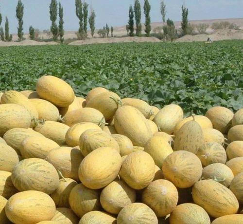 喀什人吃伽师瓜,探寻伽师瓜的独特魅力