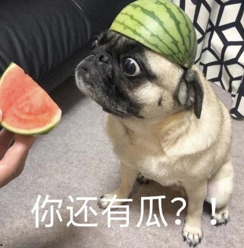 夸张吃瓜表情包,夸张表情包带你领略网络狂欢盛宴