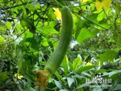 农村许半夏养猪吃瓜,瓜田飘香农村新篇章