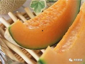 瓜小狗吃哈密瓜,瓜小狗的哈密瓜盛宴之旅