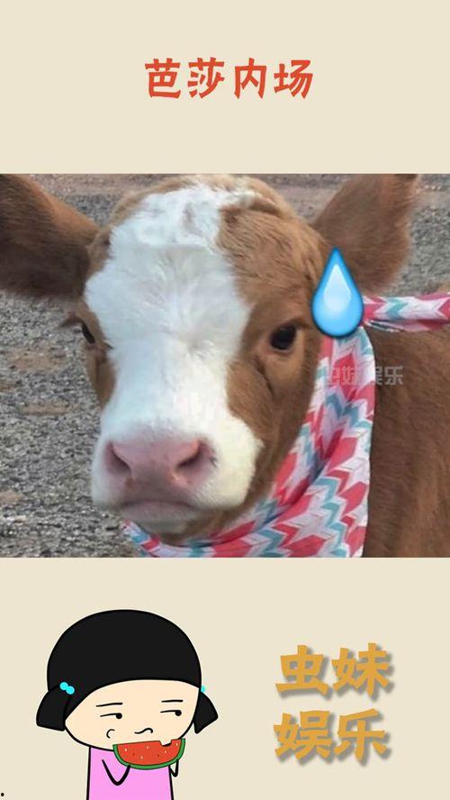 抖音吃瓜群,揭秘网红圈幕后故事