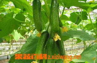 睡前吃乳瓜,睡前享用乳瓜，助你安享甜美梦乡