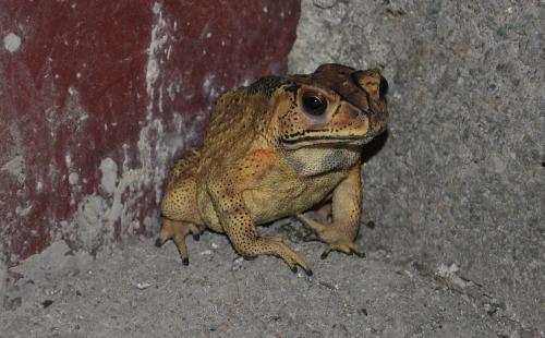 喷水蛙吃瓜视频,趣味横生的水下美食时光