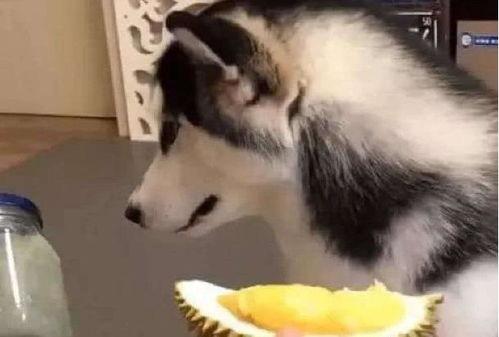 小狗可以吃臭瓜吗,营养与安全的双重考量